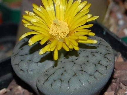 Lithops gracilidelineata Ru FG