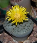 Lithops gracilidelineata Ru FG