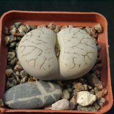 Lithops gracilidelineata SSP brambergensis