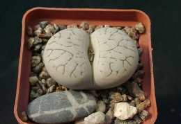 Lithops gracilidelineata SSP brambergensis