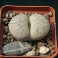 Lithops_gracilidelineata_SSP_brambergensis.jpg