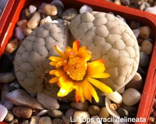 Lithops gracilidelineata Sob FG