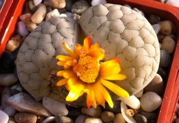 Lithops gracilidelineata Sob FG
