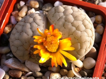 Lithops gracilidelineata Sob FG