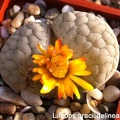 Lithops gracilidelineata Sob FG