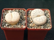 Lithops gracilidelineata gracilidelineata color monster