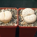 Lithops gracilidelineata gracilidelineata color monster