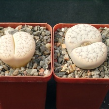 Lithops gracilidelineata gracilidelineata color monster (1452 відвідувань) Lithops gracilidelineata gracilidelineata color monster