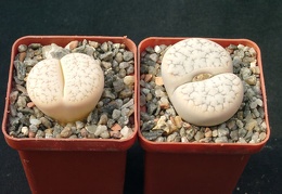 Lithops gracilidelineata gracilidelineata color monster
