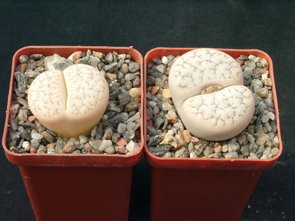 Lithops gracilidelineata gracilidelineata color monster