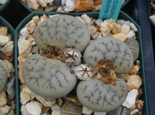 Lithops gracilidelineata ssp  brandbergensis C383