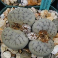 Lithops gracilidelineata ssp  brandbergensis C383