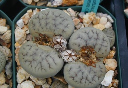 Lithops gracilidelineata ssp  brandbergensis C383