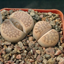 Lithops halli v ochracea C303