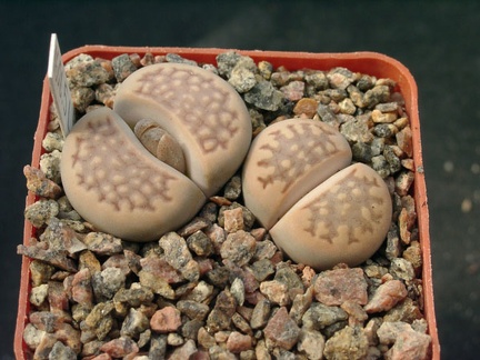 Lithops halli v ochracea C303