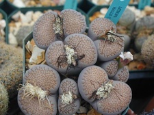 Lithops hallii C375