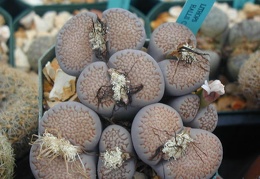 Lithops hallii C375