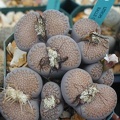Lithops hallii C375