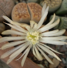 Lithops hallii v ochracea FG Iv