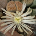 Lithops hallii v ochracea FG Iv