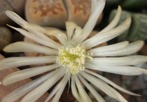 Lithops hallii v ochracea FG Iv