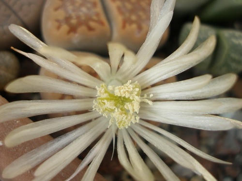 Lithops hallii v ochracea FG Iv