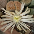Lithops_hallii_v_ochracea_FG_Iv.JPG