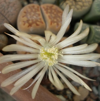 Lithops hallii v ochracea FG Iv