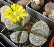 Lithops helmutii C 271 Sch FG
