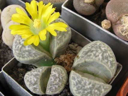 Lithops helmutii C 271 Sch FG