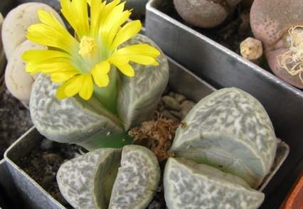 Lithops helmutii C 271 Sch FG
