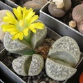 Lithops helmutii C 271 Sch FG