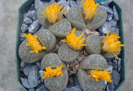 Lithops helnutii C271