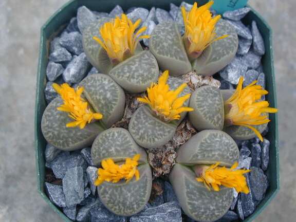 Lithops helnutii C271
