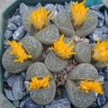 Lithops helnutii C271