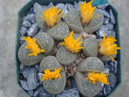 Lithops helnutii C271