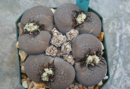 Lithops hookeri v  subfenestrata