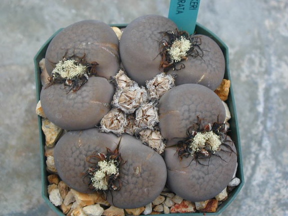 Lithops hookeri v  subfenestrata