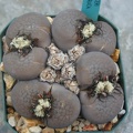 Lithops_hookeri_v__subfenestrata.JPG