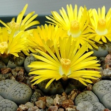 Lithops hookeri v  susannae C091