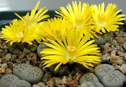 Lithops hookeri v  susannae C091