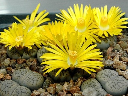 Lithops hookeri v  susannae C091