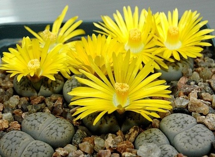 Lithops hookeri v  susannae C091