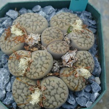 Lithops hookeri v  susannae C91