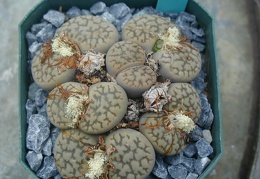Lithops hookeri v  susannae C91