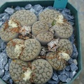 Lithops hookeri v  susannae C91