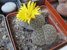 Lithops hookeri v dabneri Sch FG