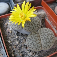 Lithops hookeri v dabneri Sch FG