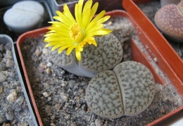 Lithops hookeri v dabneri Sch FG