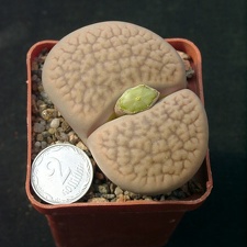 Lithops hookerii